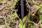 Arum dioscoridis